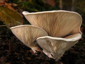 DSCN3882.jpg
