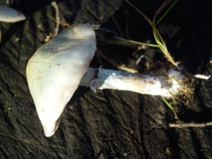 DSCN4156.JPG
