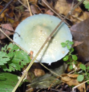 DSCN4178.JPG