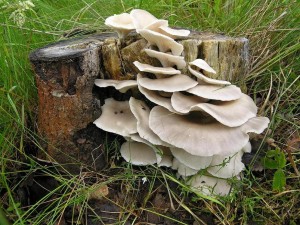 DSCN4614.JPG