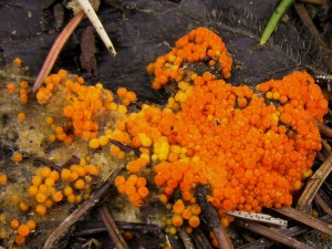 DSCN4676.jpg