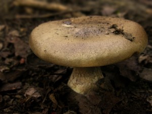 DSCN4775.jpg