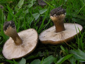 DSCN4784.jpg