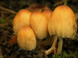 DSCN4895.jpg