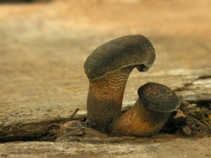 DSCN4918.jpg