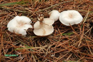 DSCN4920L.jpg