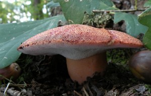 DSCN4937.JPG