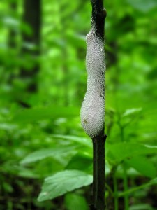 DSCN5149.jpg