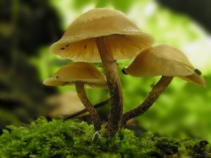 DSCN5186.jpg