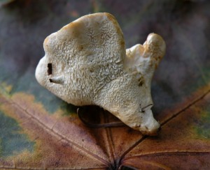 DSCN5193.JPG