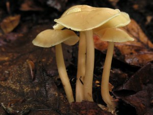DSCN5202.jpg