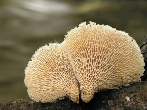 DSCN5243.jpg