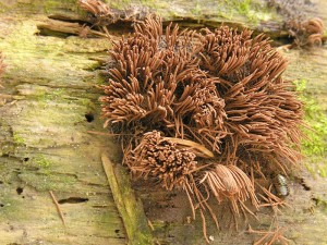DSCN5330.jpg