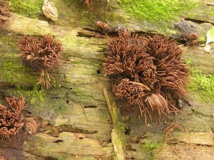 DSCN5331.jpg