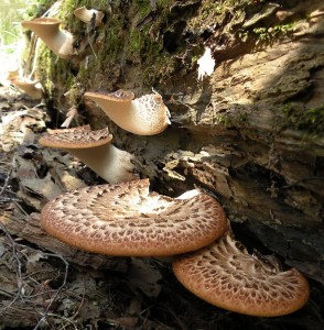 DSCN5360.JPG