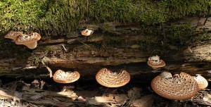 DSCN5371.JPG