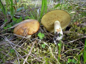 DSCN5373.JPG