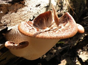 DSCN5378.JPG