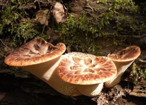 DSCN5379.JPG