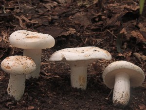 DSCN5443-01.jpg