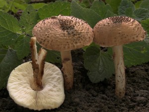 DSCN6115-01.jpg
