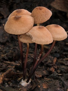 DSCN6120-01.jpg