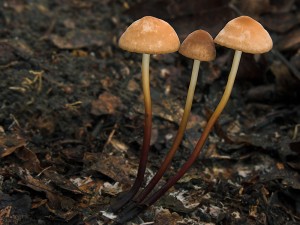 DSCN6121-01.jpg