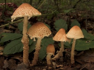 DSCN6293-01.jpg