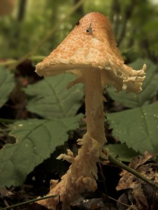DSCN6294-01.jpg