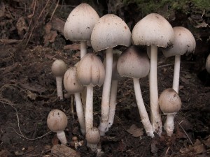 DSCN6422-01.jpg