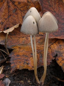 DSCN6631-01.jpg