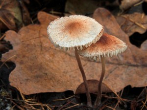 DSCN6715-01.jpg