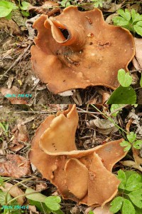 DSCN6749L6.jpg