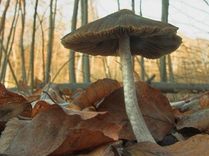 DSCN6756-01.jpg