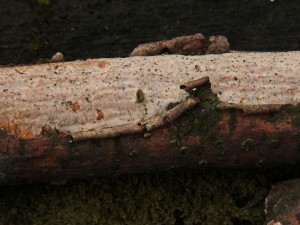 DSCN7002-01.jpg