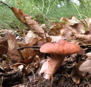 DSCN7240.JPG