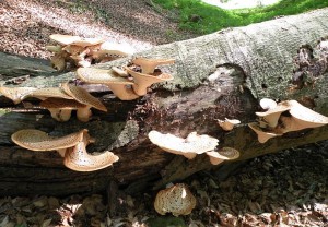 DSCN7368.JPG