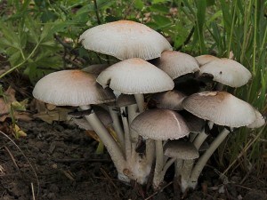 DSCN7442-01.jpg