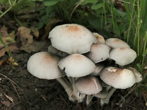 DSCN7443-01.jpg
