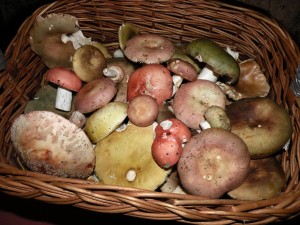 DSCN8058.JPG