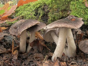 DSCN8343-01.jpg