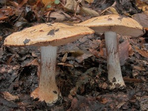 DSCN8346-01.jpg
