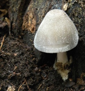 DSCN8363.JPG
