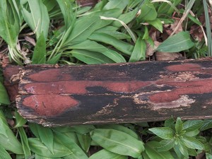 DSCN8485-01.jpg