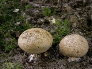 DSCN9103.jpg