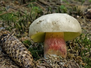 DSCN9125.jpg
