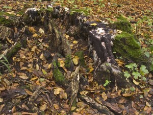 DSCN9221.jpg