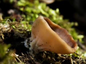 DSCN9345.jpg