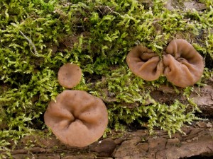 DSCN9518.jpg