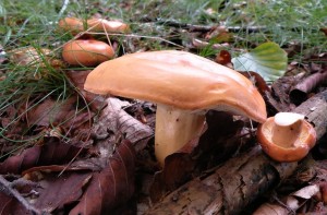DSCN9526.JPG